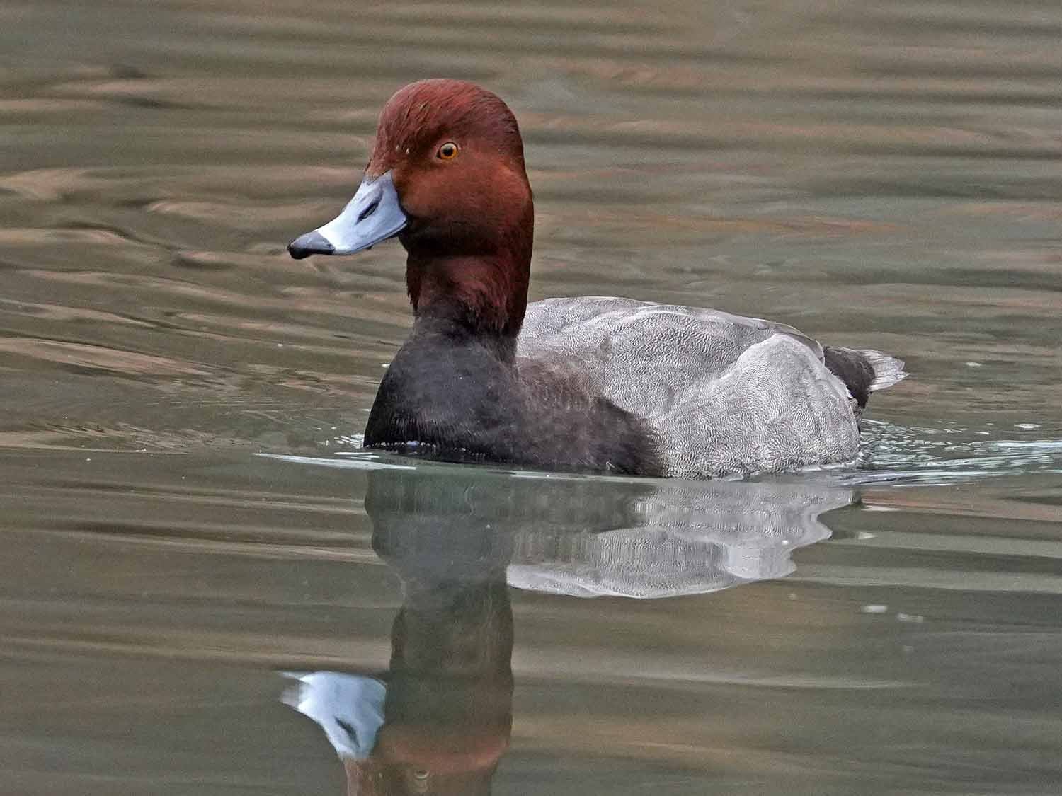 Redhead 1500 1-2-2023 071P.jpg