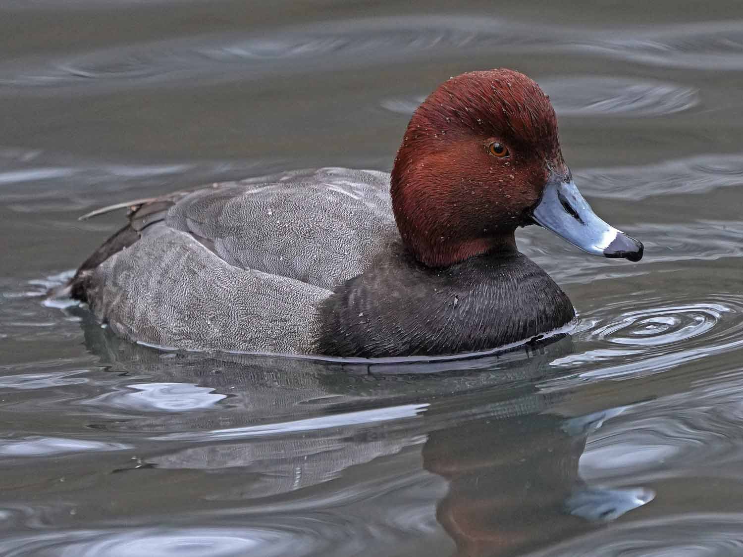 Redhead 1500 1-17-2023 919P.jpg