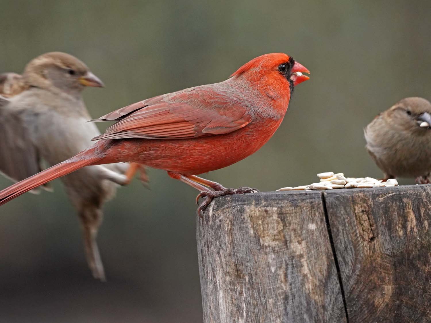 Cardinal 1500 3-2-3034 008P.jpg