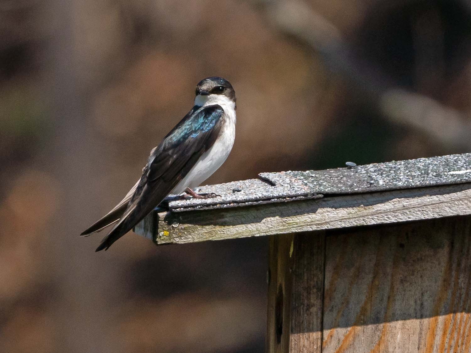 Tree Swallow 1500 4-9-2023 CPP 225P.jpg