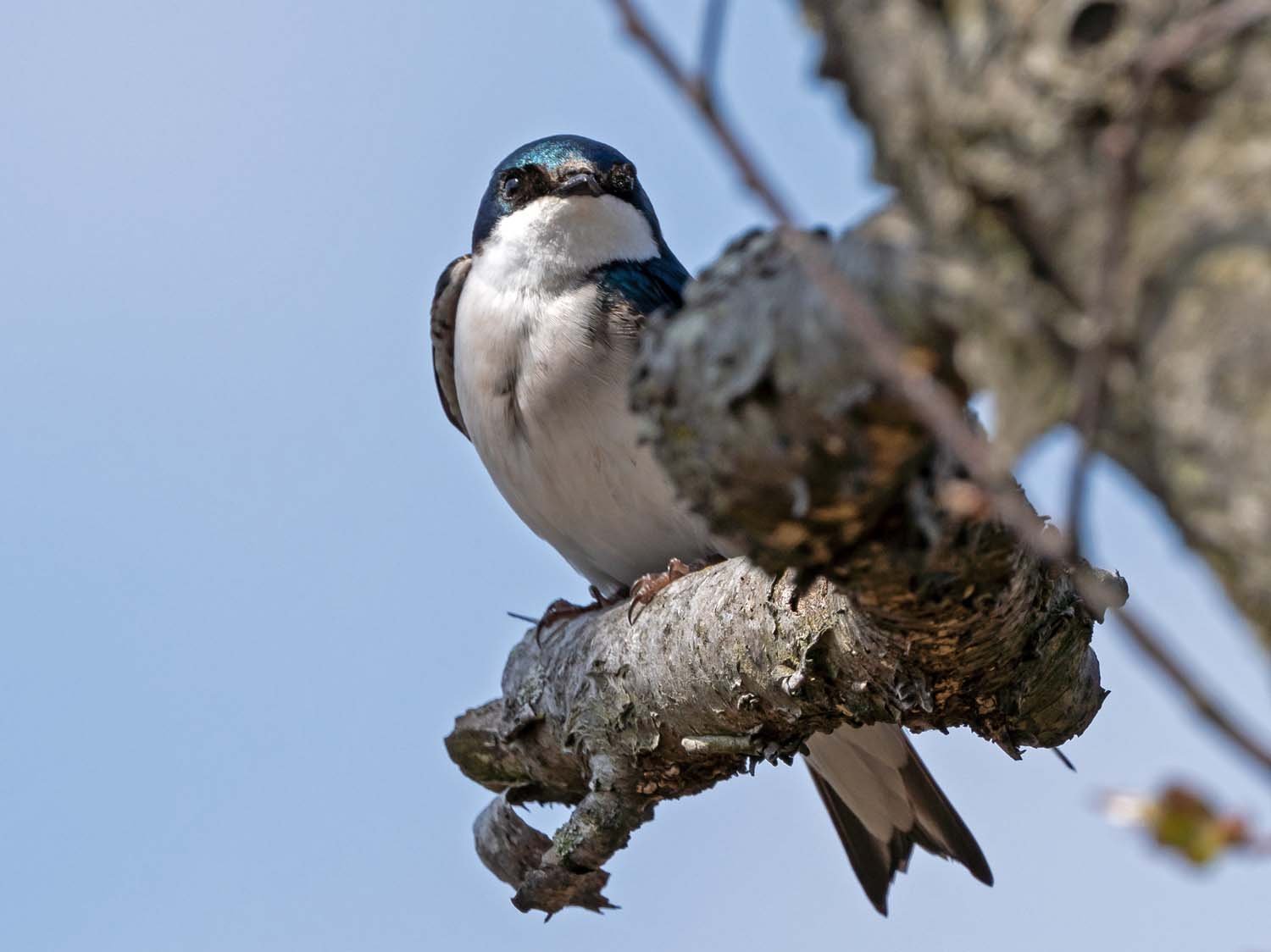 Tree Swallow 1500 4-21-2023 JB 014P.jpg