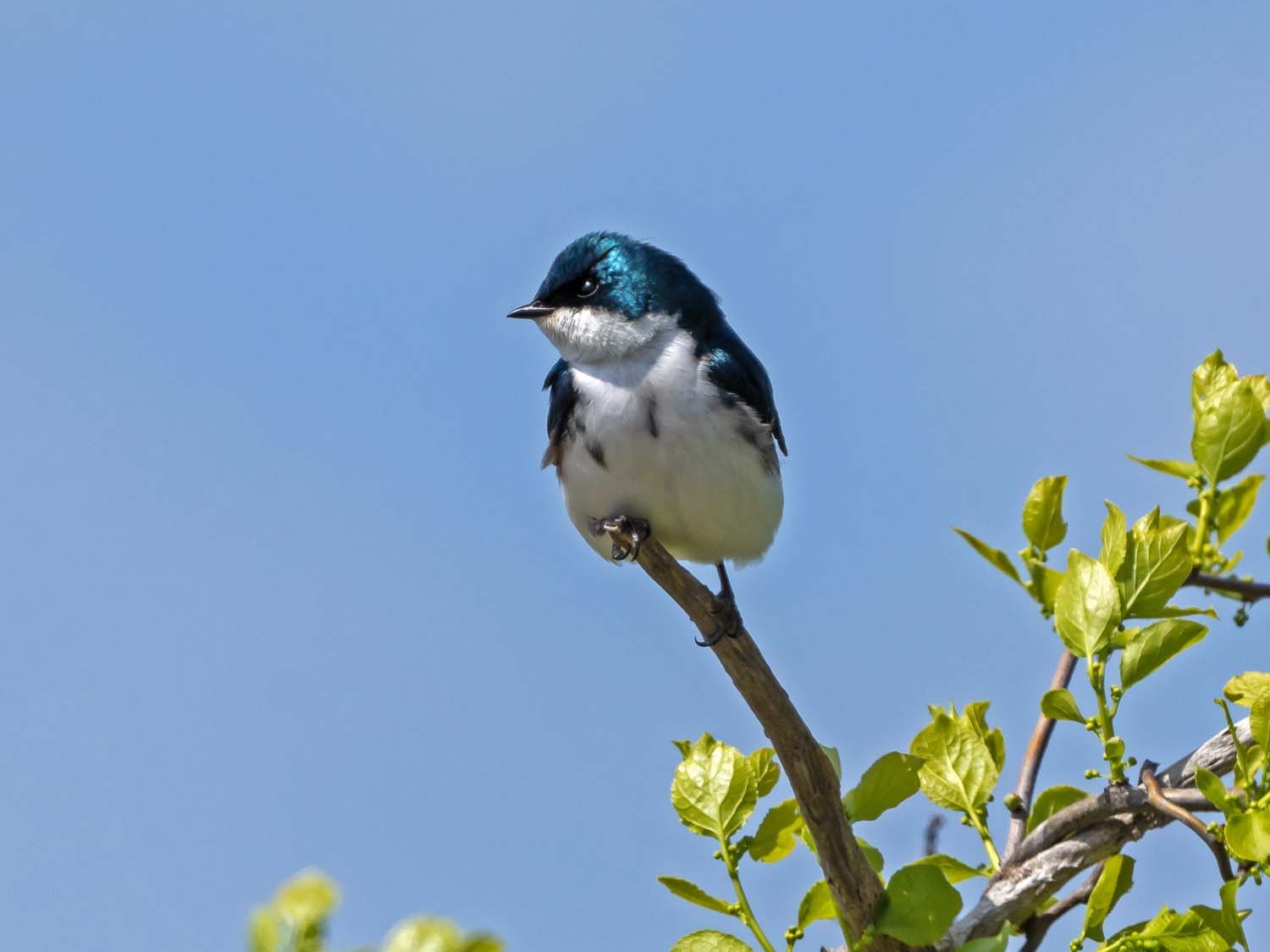 Tree Swallow 1500 4-21-2023 JB 062P.jpg