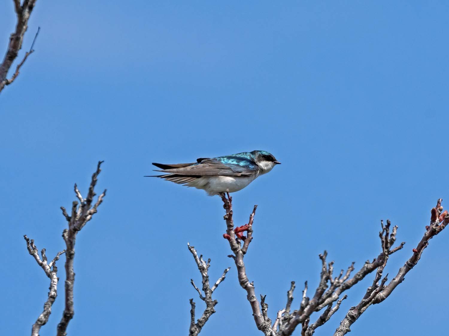 Tree Swallow 1500 4-21-2023 JB 141P.jpg