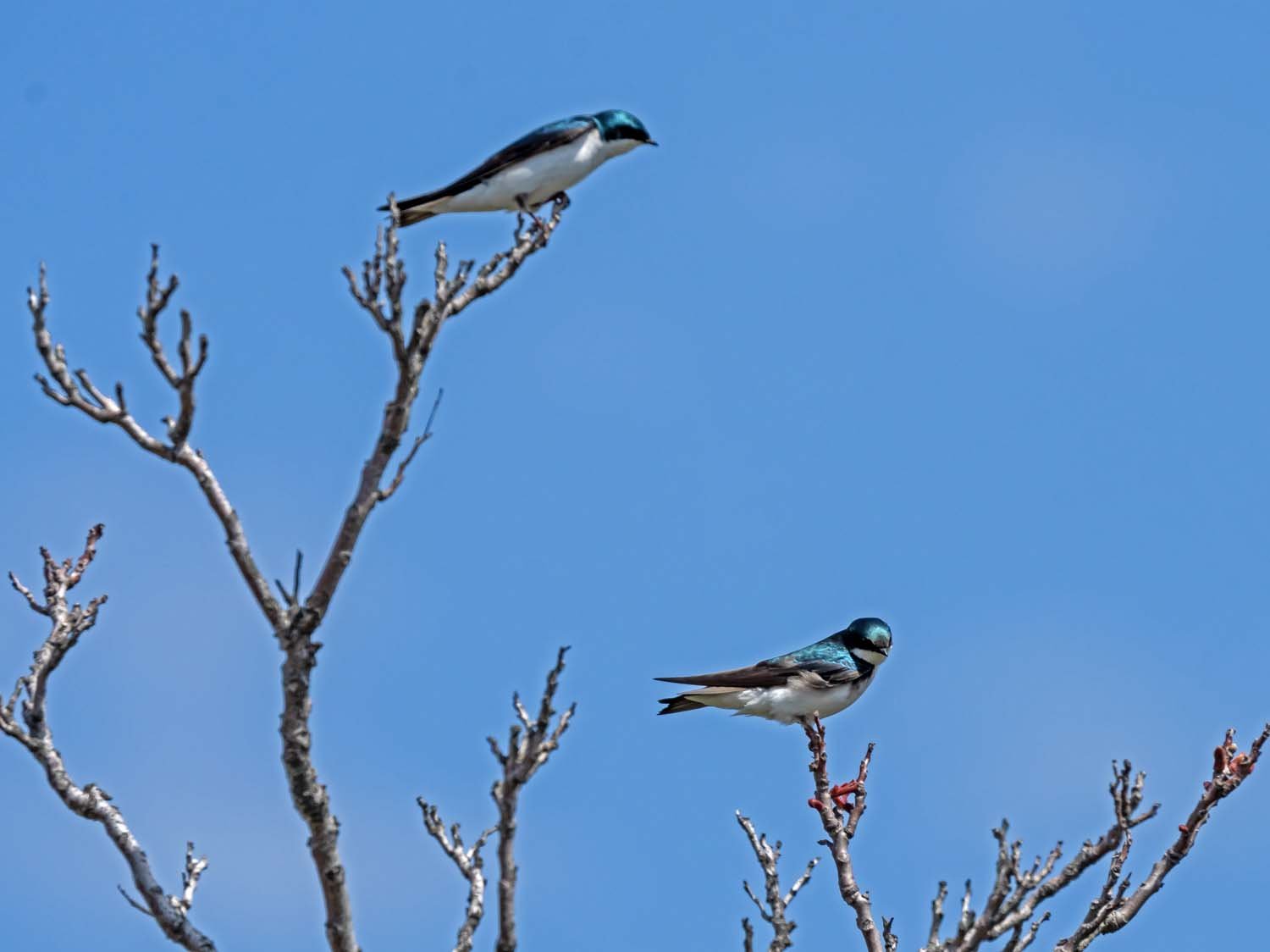 Tree Swallow 1500 4-21-2023 JB 163P.jpg