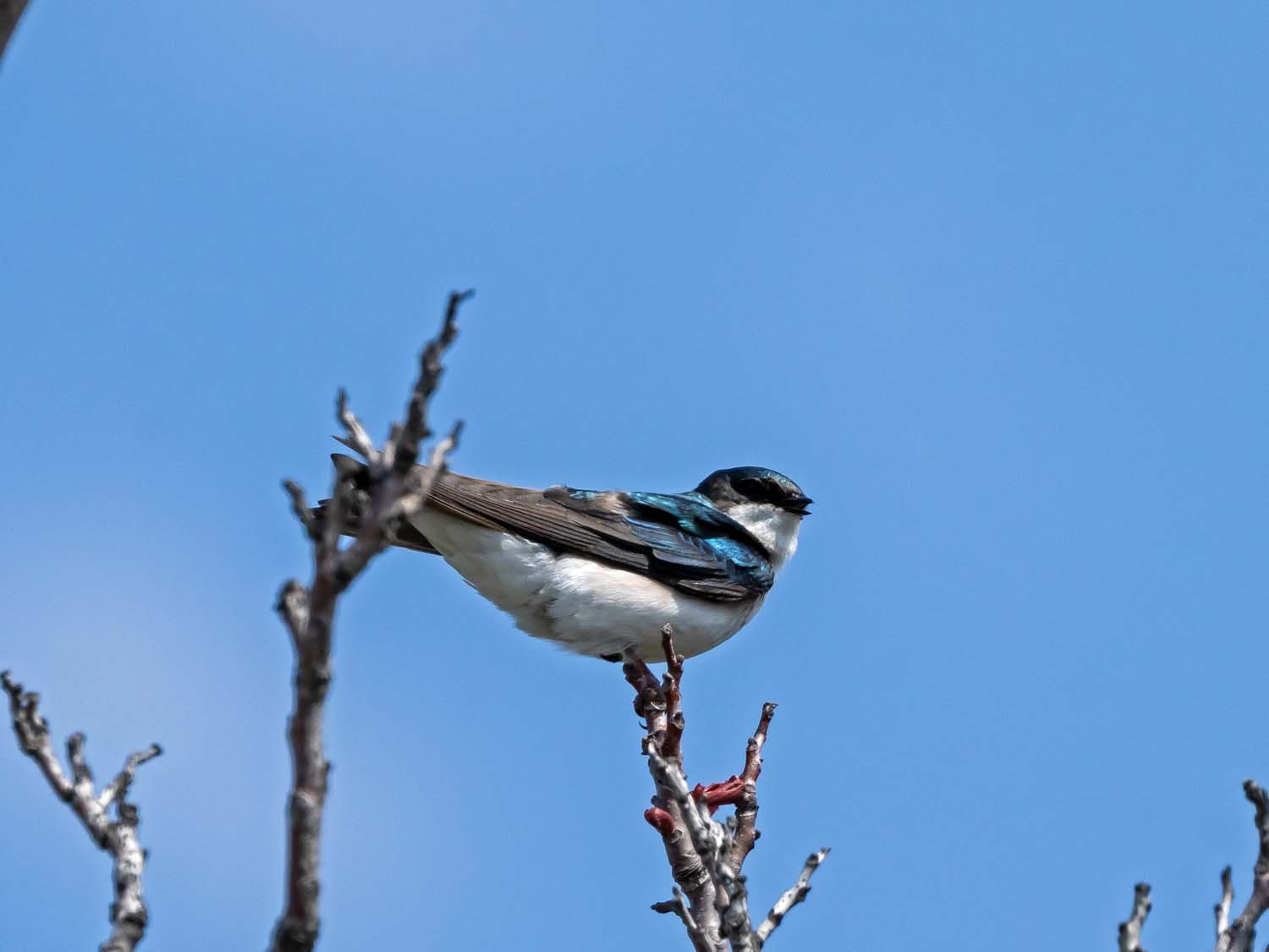 Tree Swallow 1500 4-21-2023 JB 171P.jpg