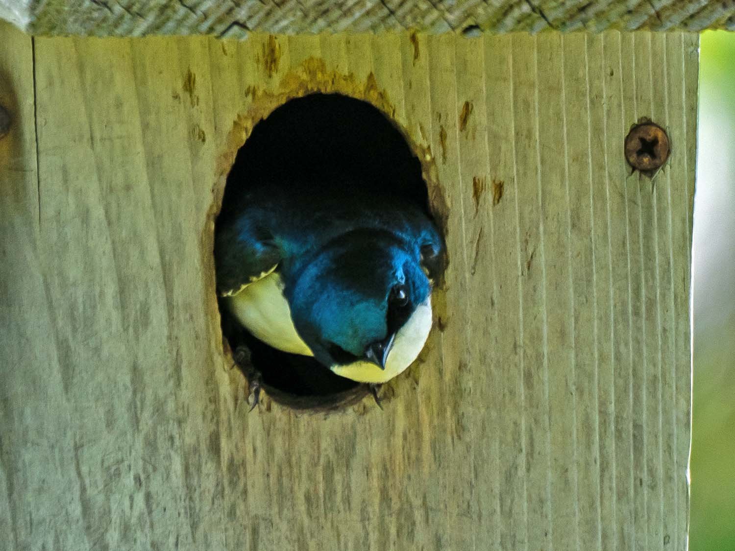 Tree Swallow 1500 5-29-2023 JB 083P.jpg