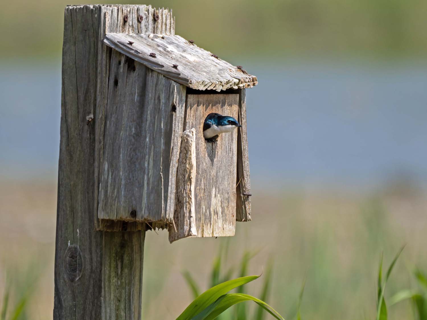 Tree Swallow 1500 5-29-2023 JB 115P.jpg