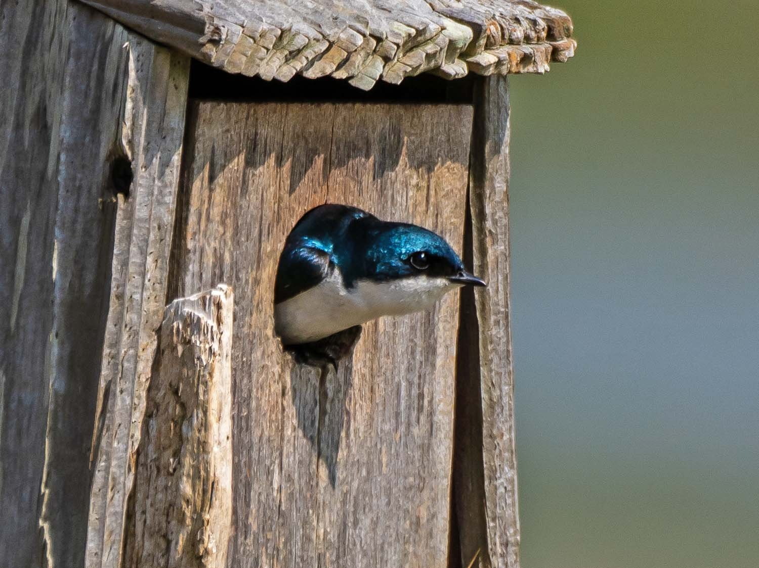 Tree Swallow 1500 5-29-2023 JB 127P.jpg