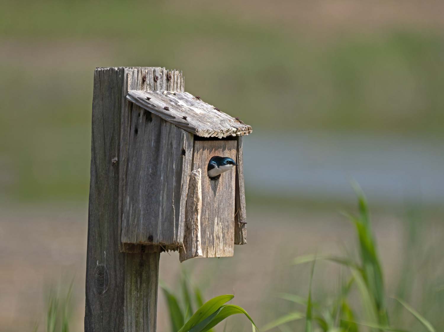 Tree Swallow 1500 5-29-2023 JB 145P.jpg