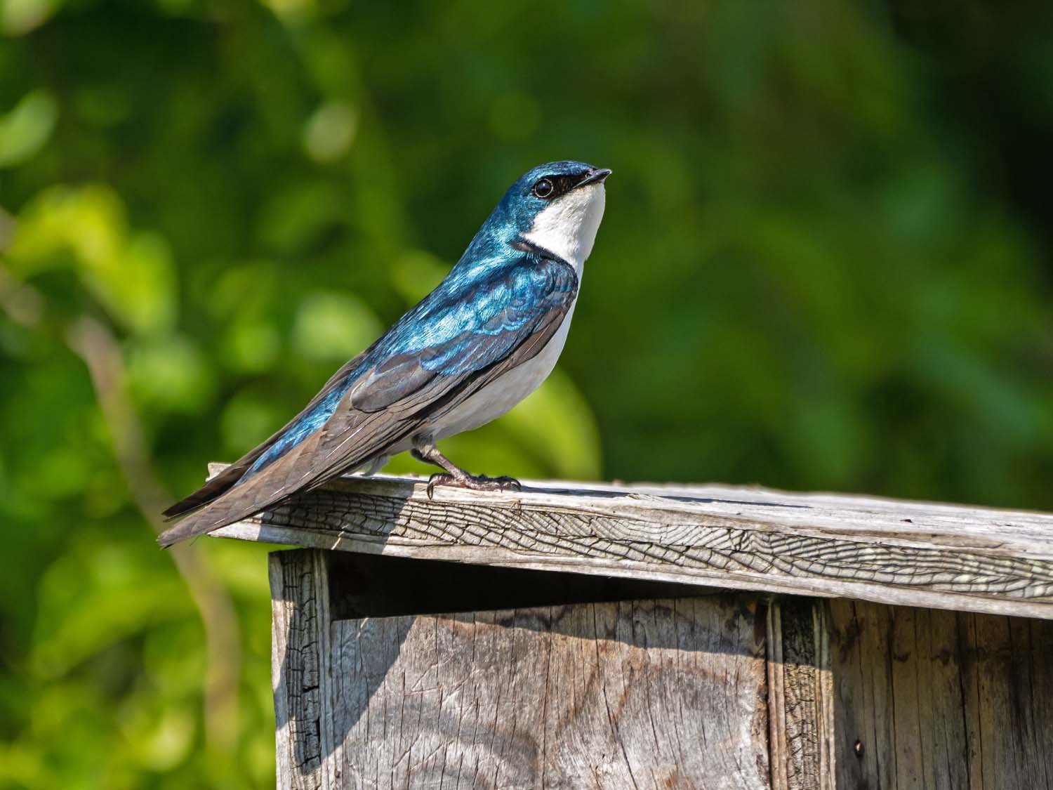 Tree Swallow 1500 5-29-2023 JB 225P.jpg