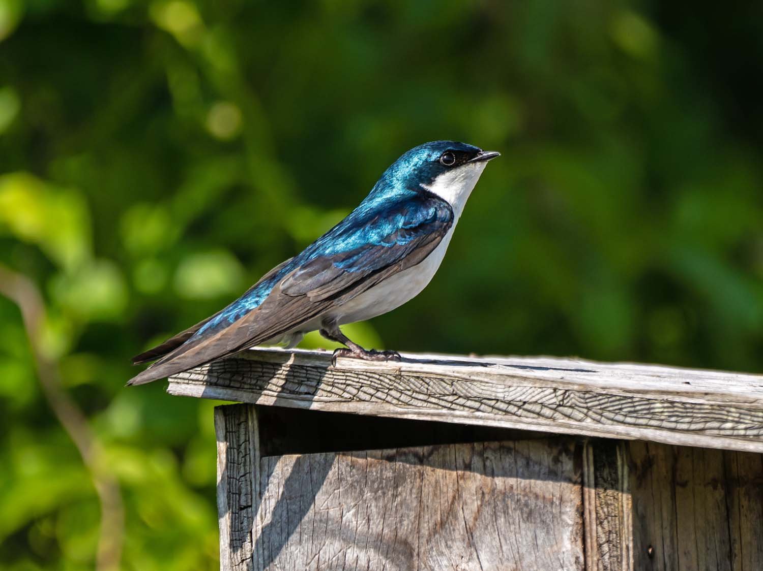 Tree Swallow 1500 5-29-2023 JB 227P.jpg