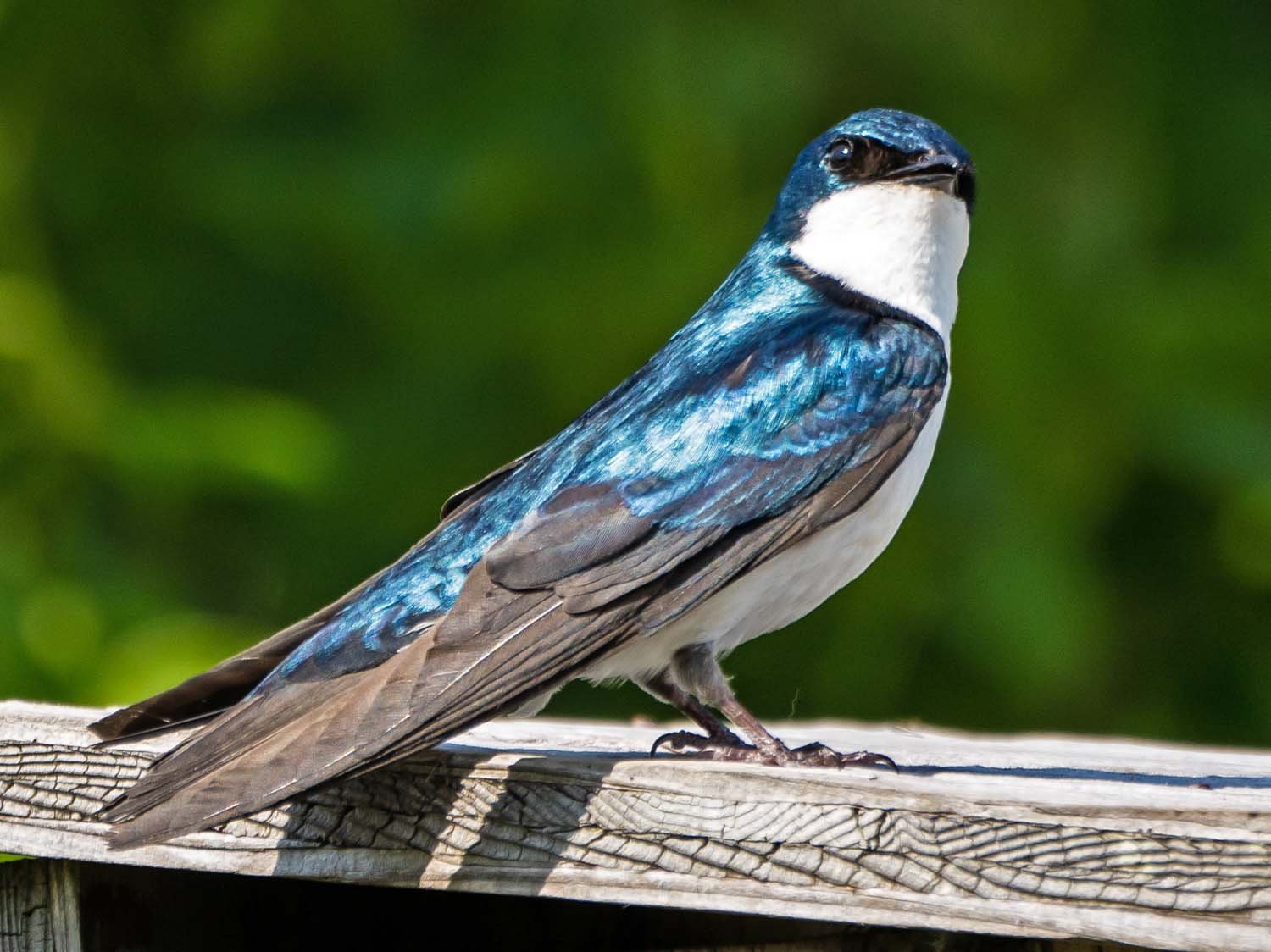 Tree Swallow 1500 5-29-2023 JB 234P.jpg