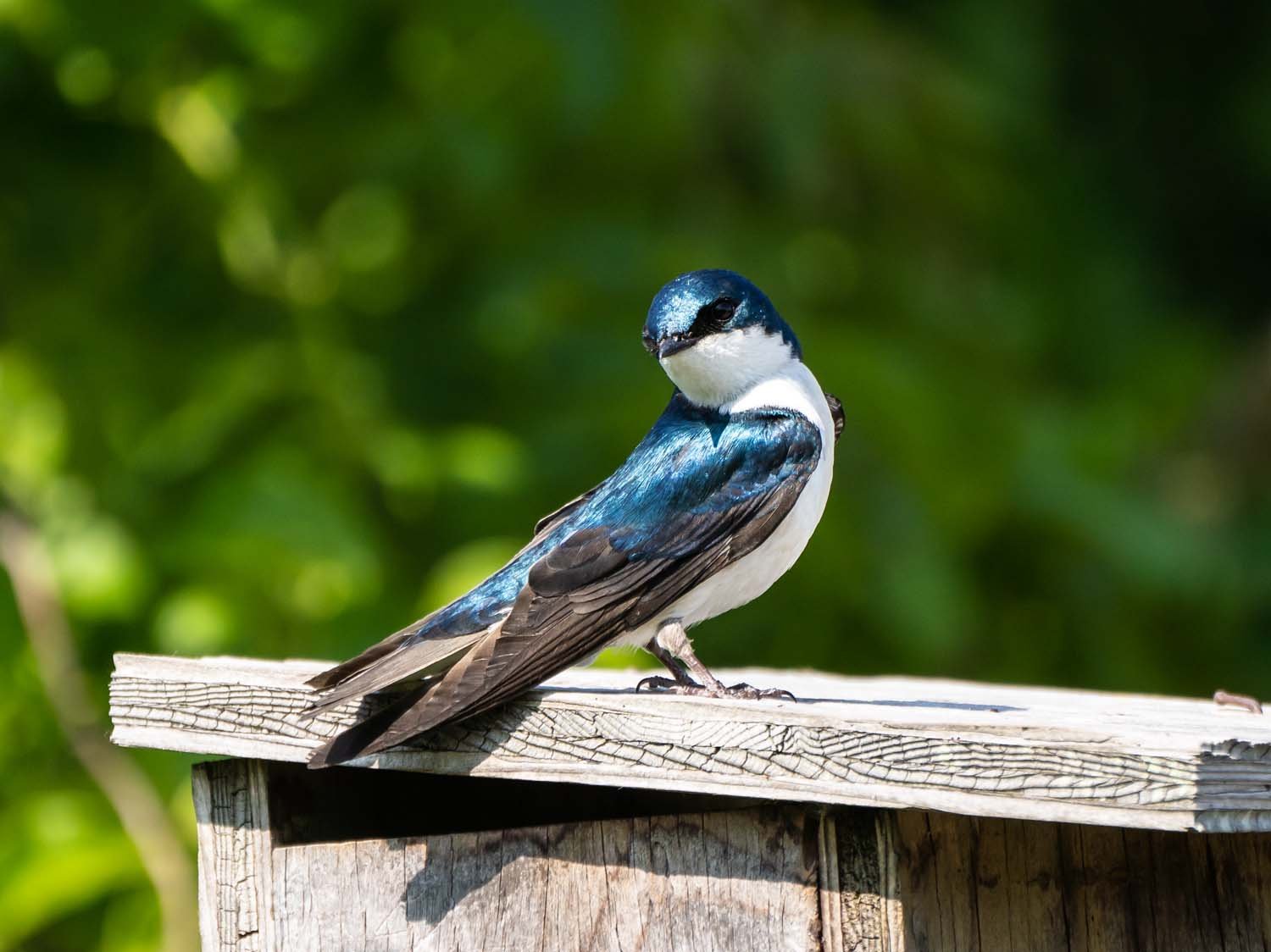 Tree Swallow 1500 5-29-2023 JB 236P.jpg