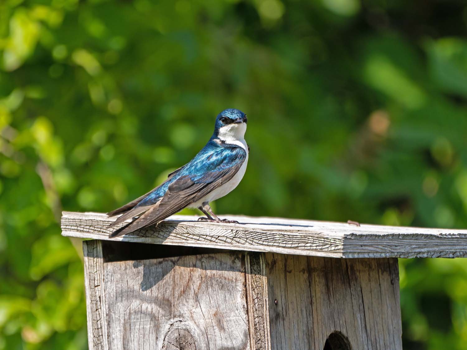 Tree Swallow 1500 5-29-2023 JB 238P.jpg