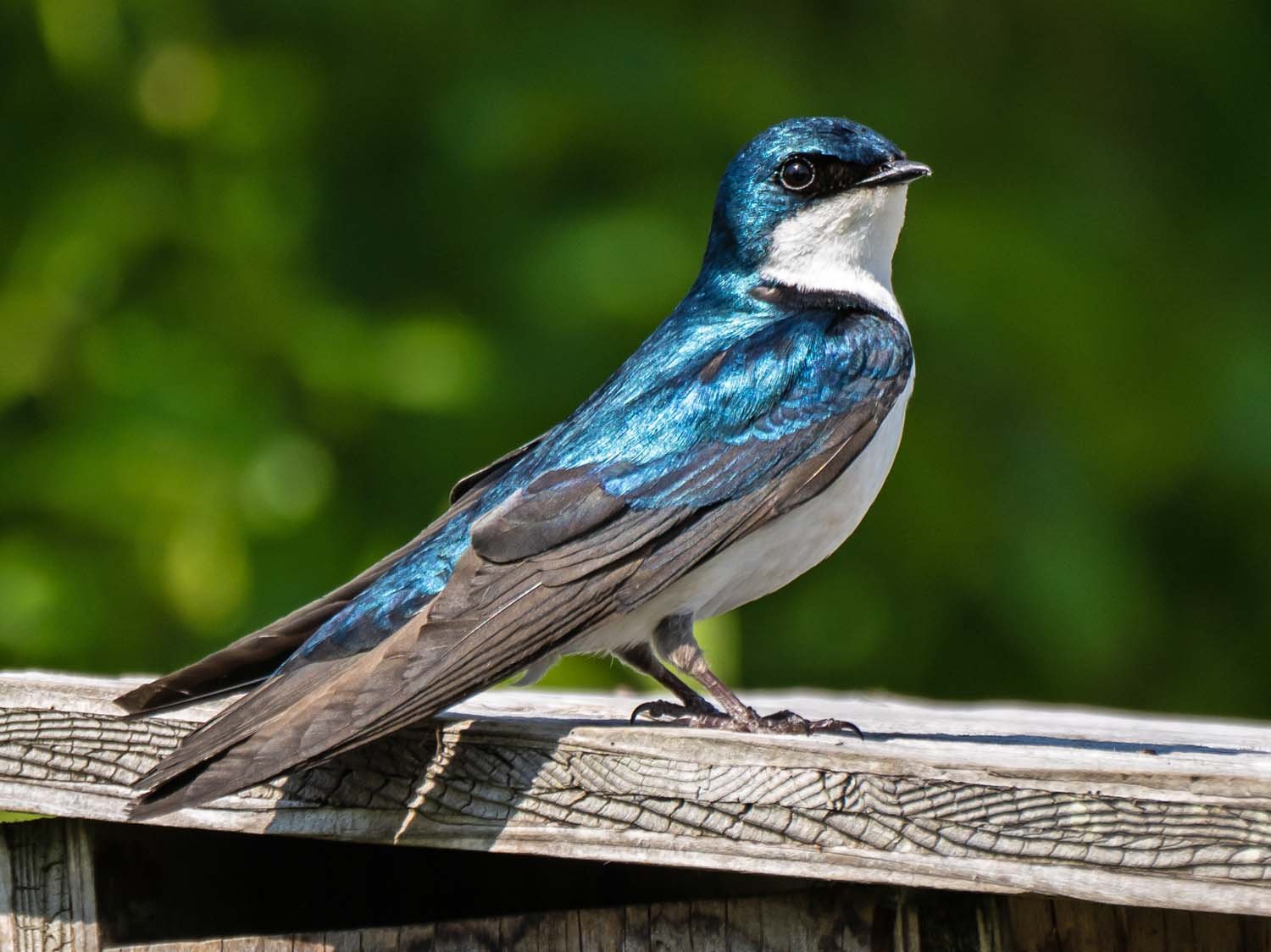 Tree Swallow 1500 5-29-2023 JB 239P.jpg