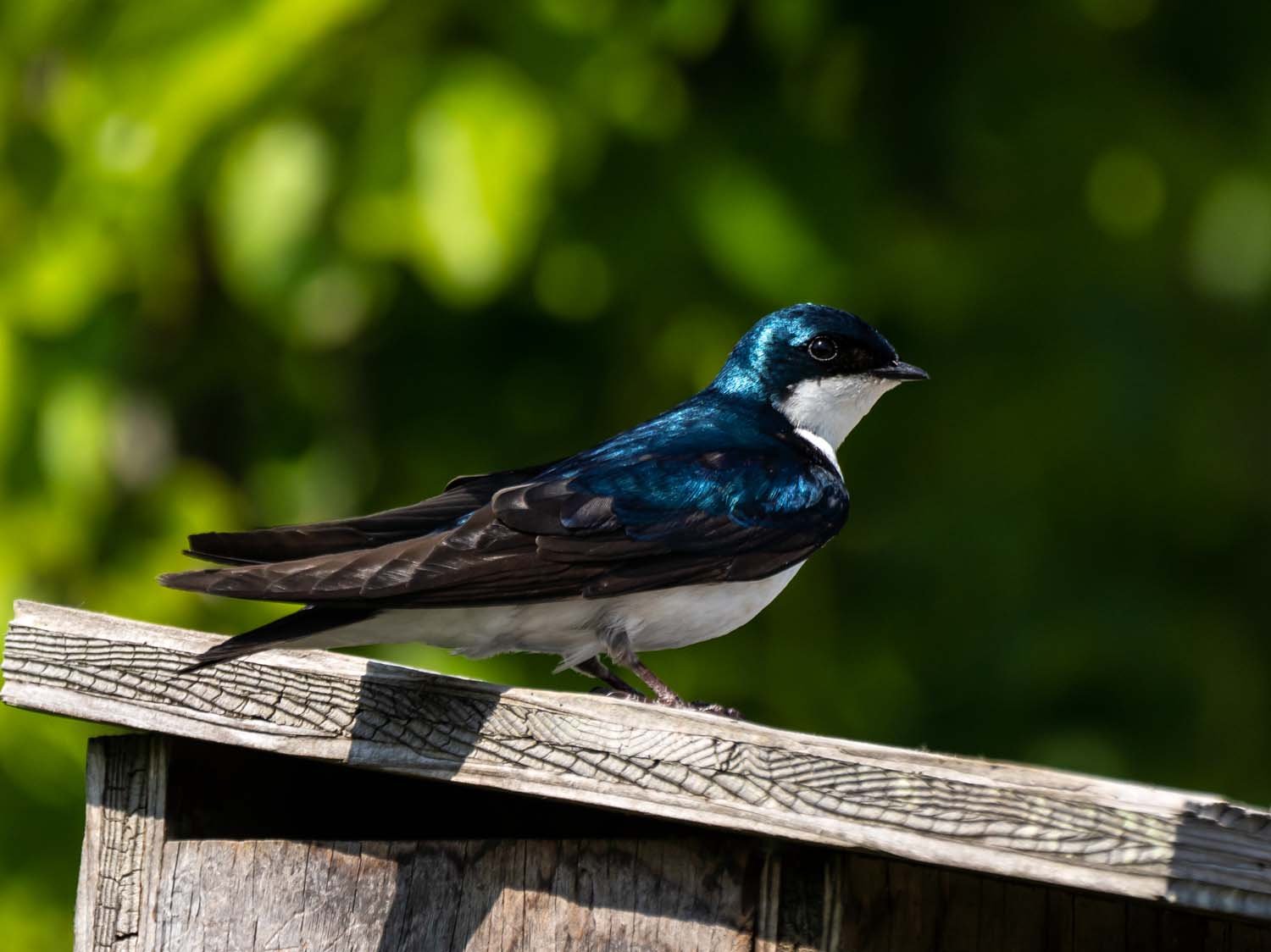 Tree Swallow 1500 5-29-2023 JB 261P.jpg