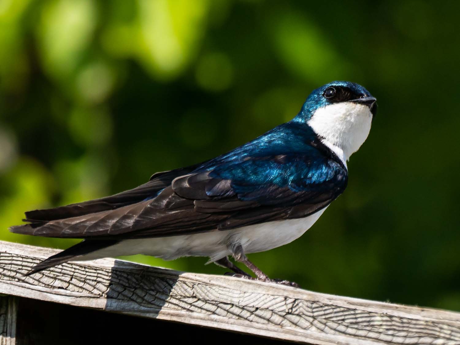 Tree Swallow 1500 5-29-2023 JB 263P.jpg