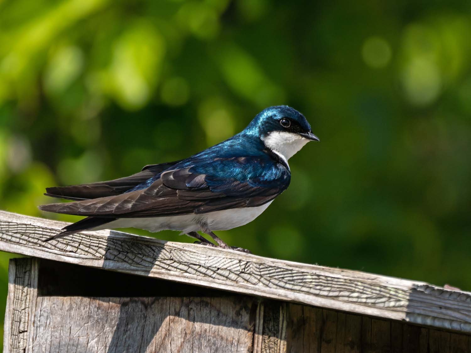 Tree Swallow 1500 5-29-2023 JB 265P.jpg