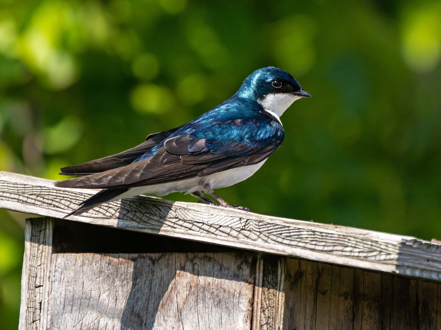 Tree Swallow 1500 5-29-2023 JB 269P.jpg