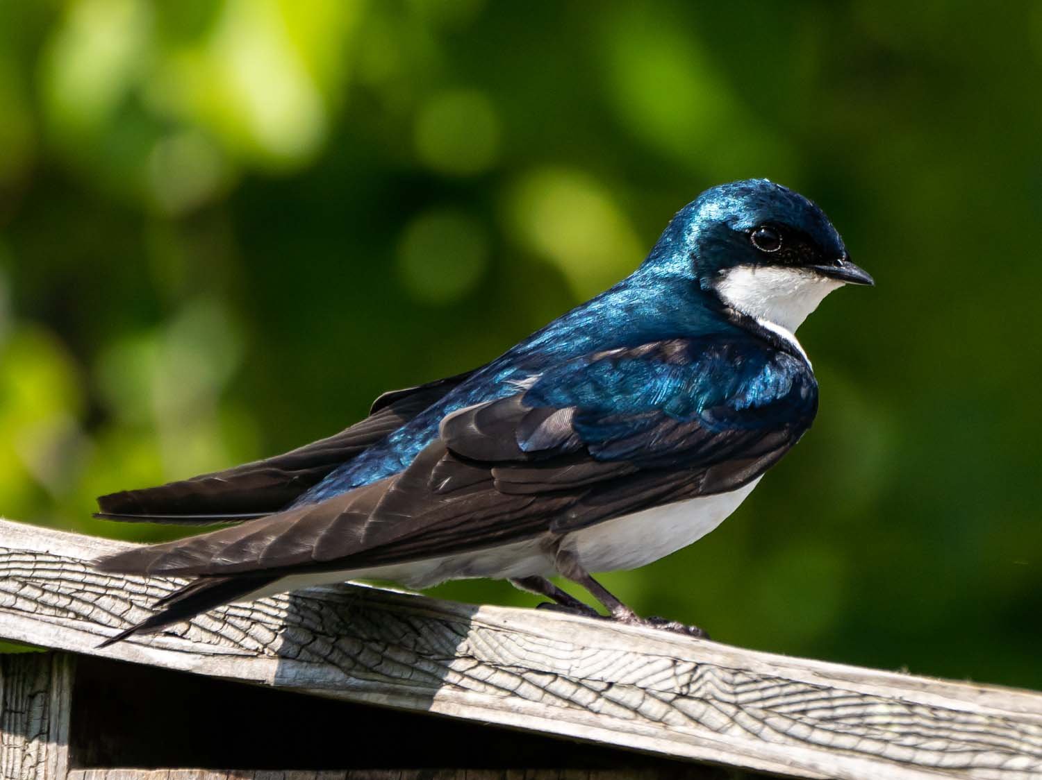 Tree Swallow 1500 5-29-2023 JB 274P.jpg