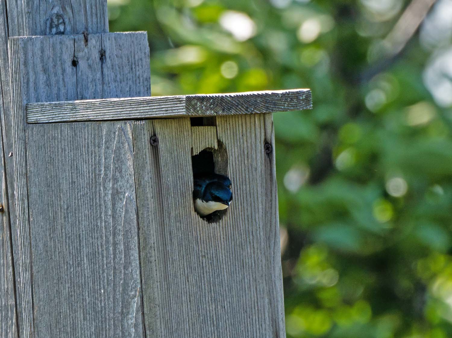 Tree Swallow 1500 5-29-2023 JB 358P.jpg