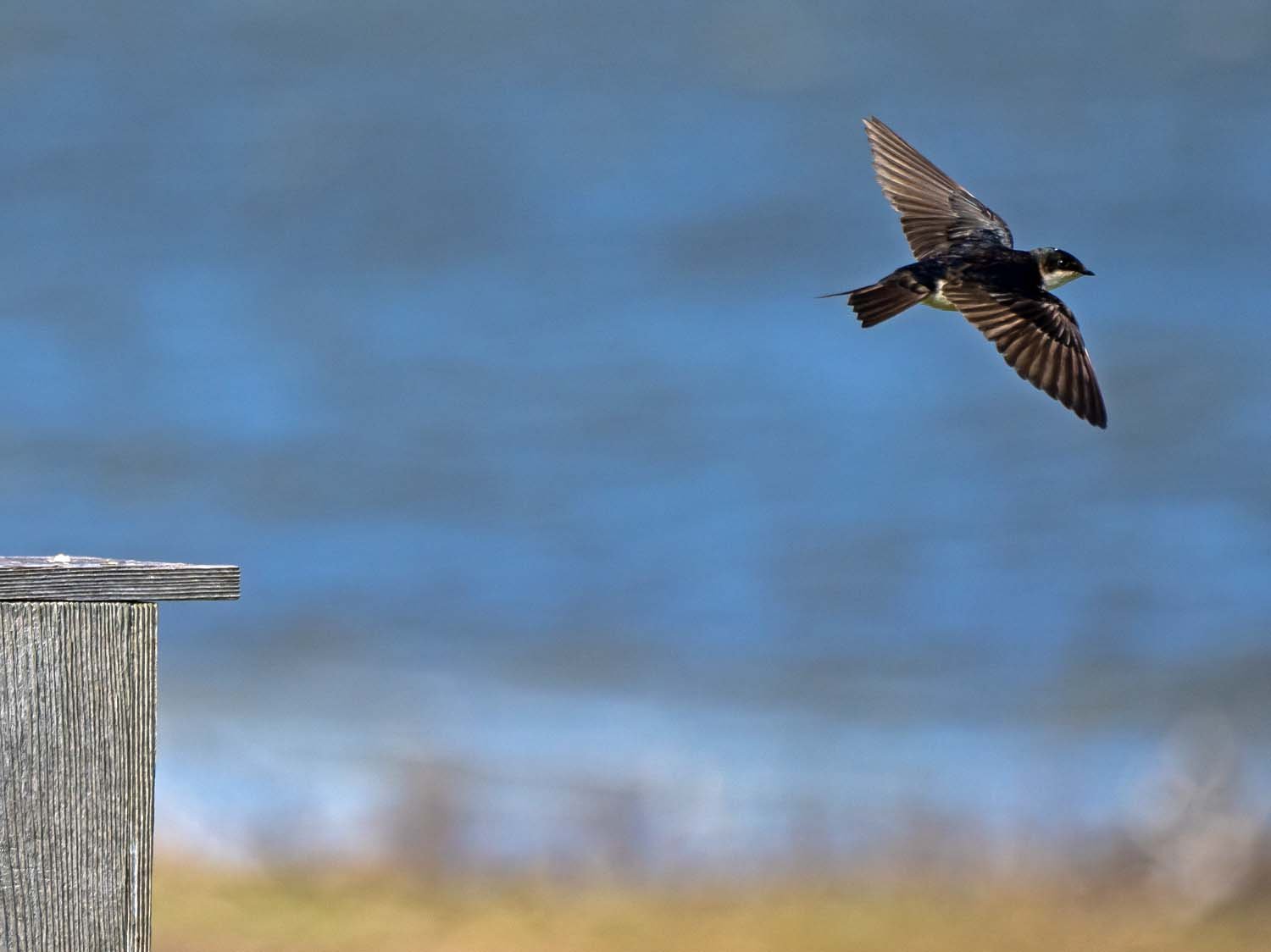 Tree Swallow 1500 5-29-2023 JB 407P.jpg