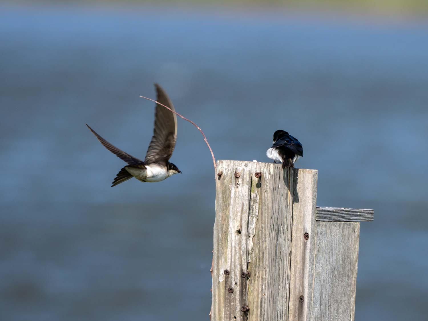 Tree Swallow 1500 5-29-2023 JB 414P.jpg