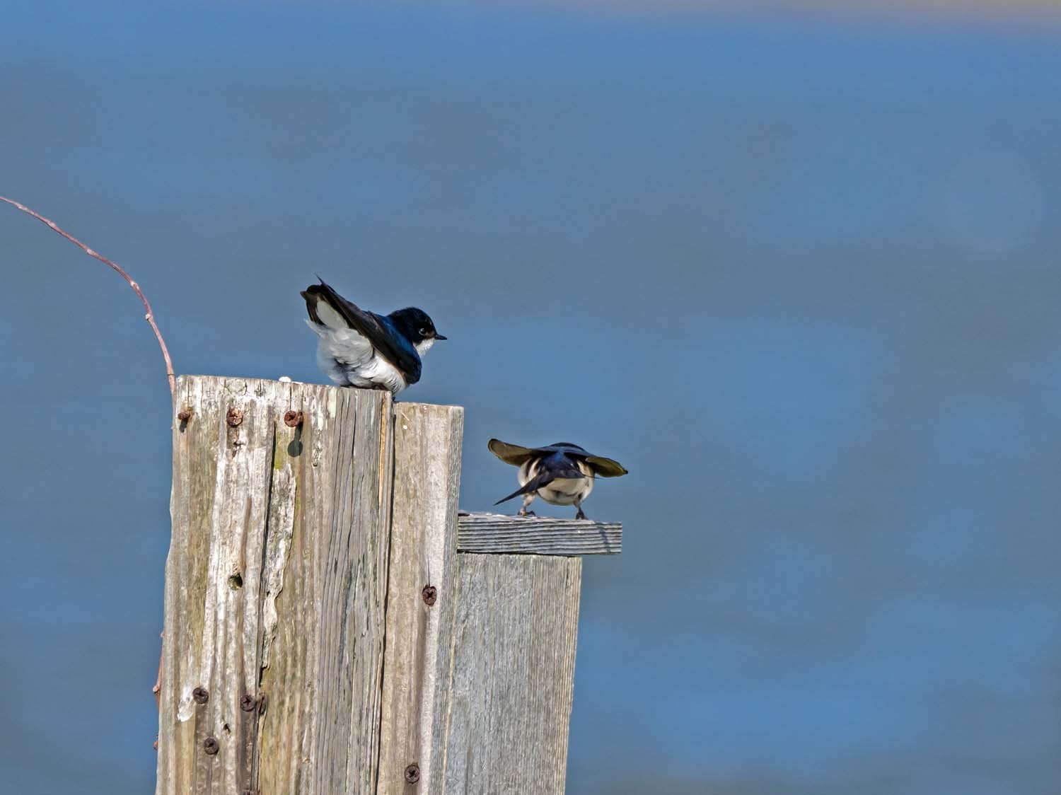 Tree Swallow 1500 5-29-2023 JB 421P.jpg