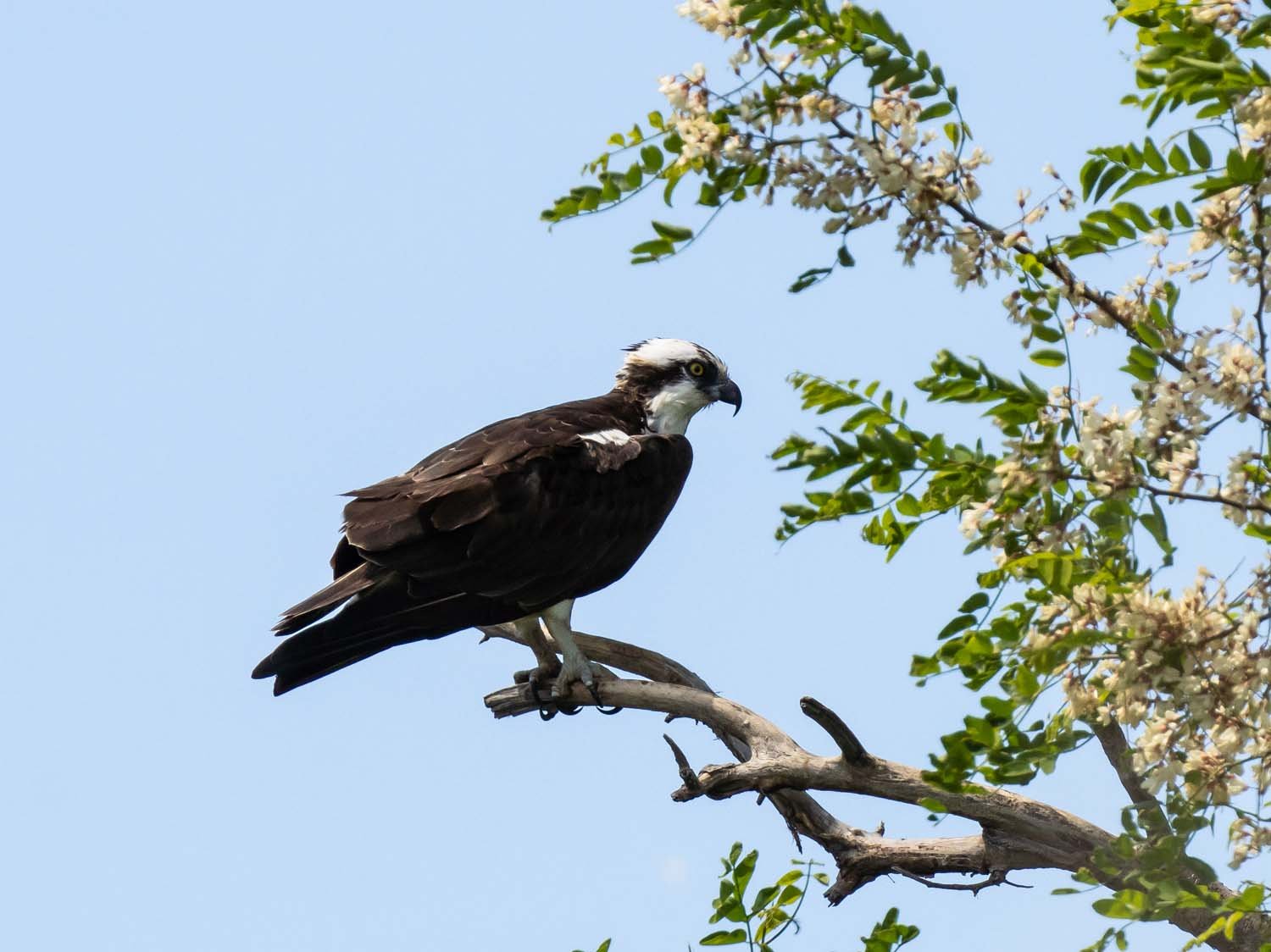 Osprey 1500 6-5-2023 Lido NB 310P.jpg