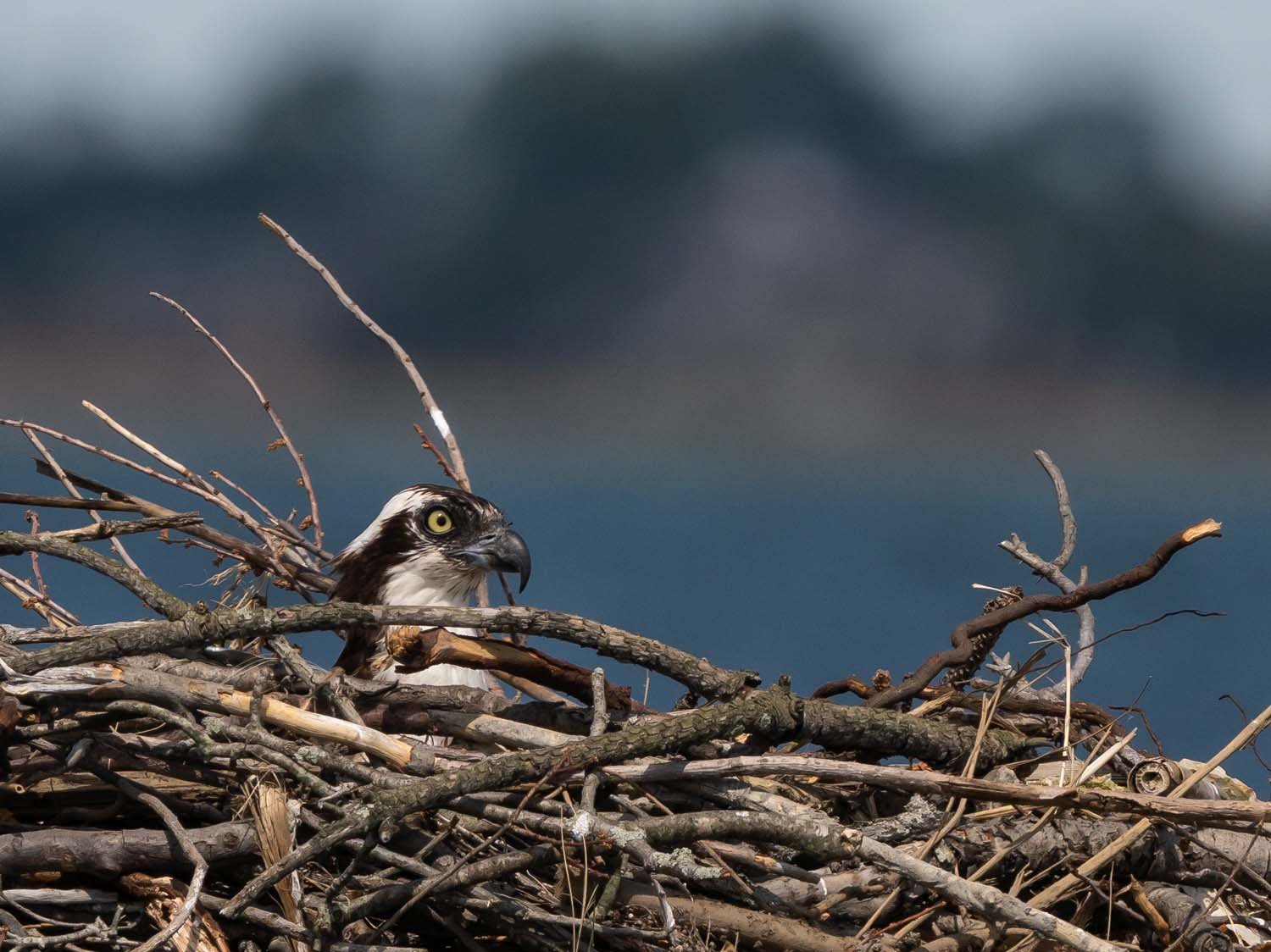 Ospreys 1500 6-5-2023 Lido NB 091P.jpg