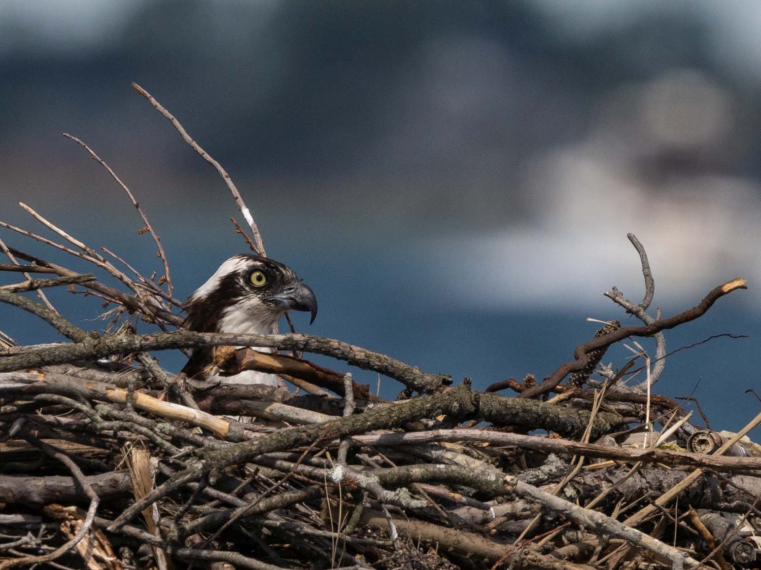 Ospreys 1500 6-5-2023 Lido NB 096P.jpg