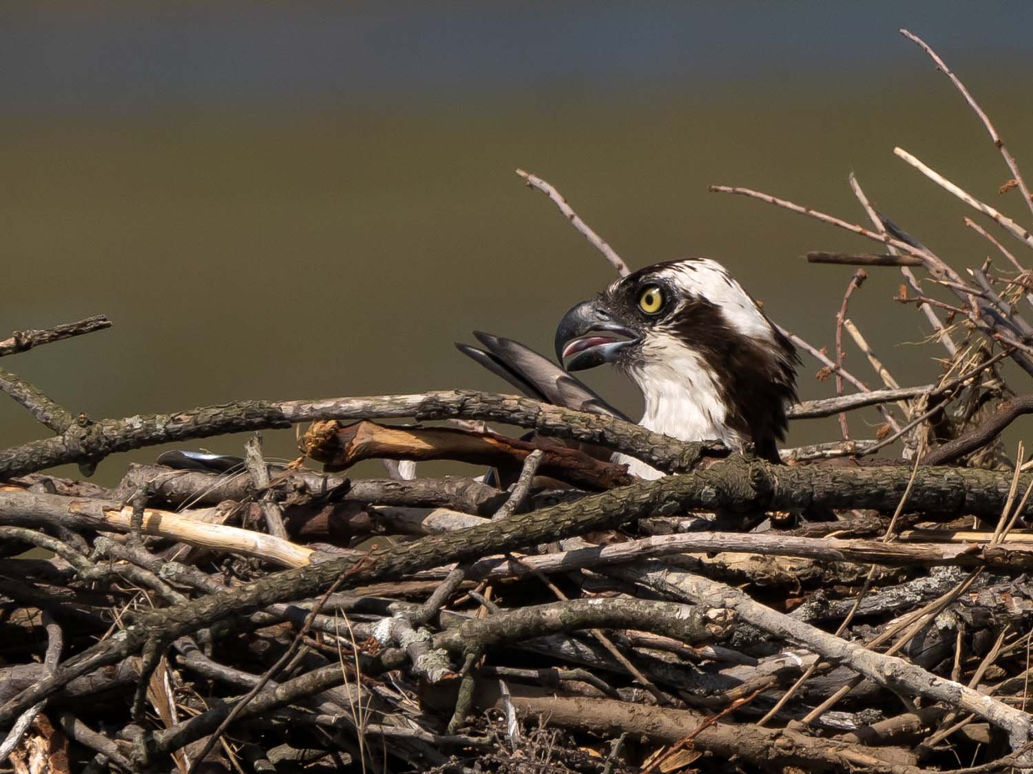 Ospreys 1500 6-5-2023 Lido NB 103P.jpg