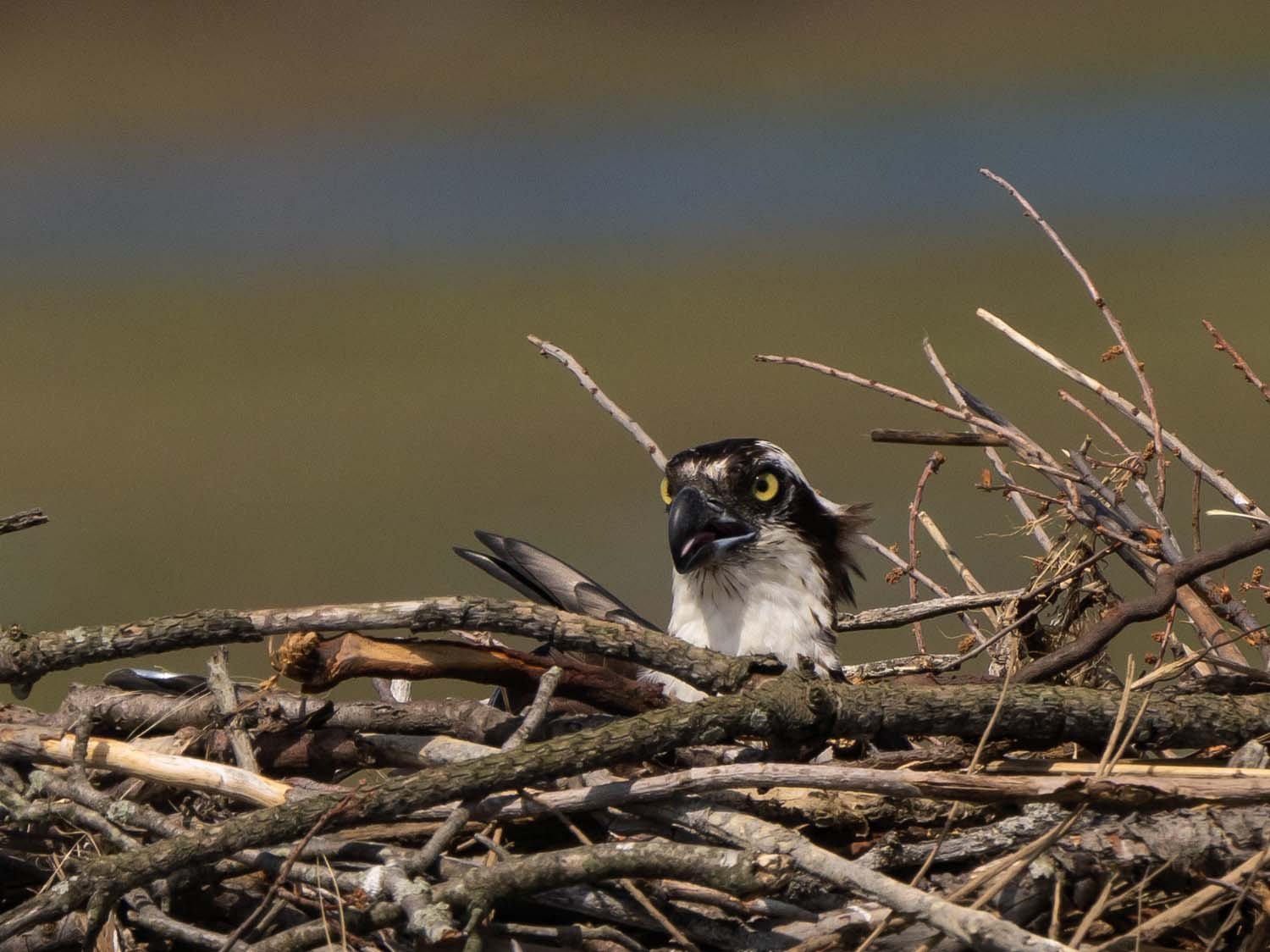 Ospreys 1500 6-5-2023 Lido NB 108P.jpg