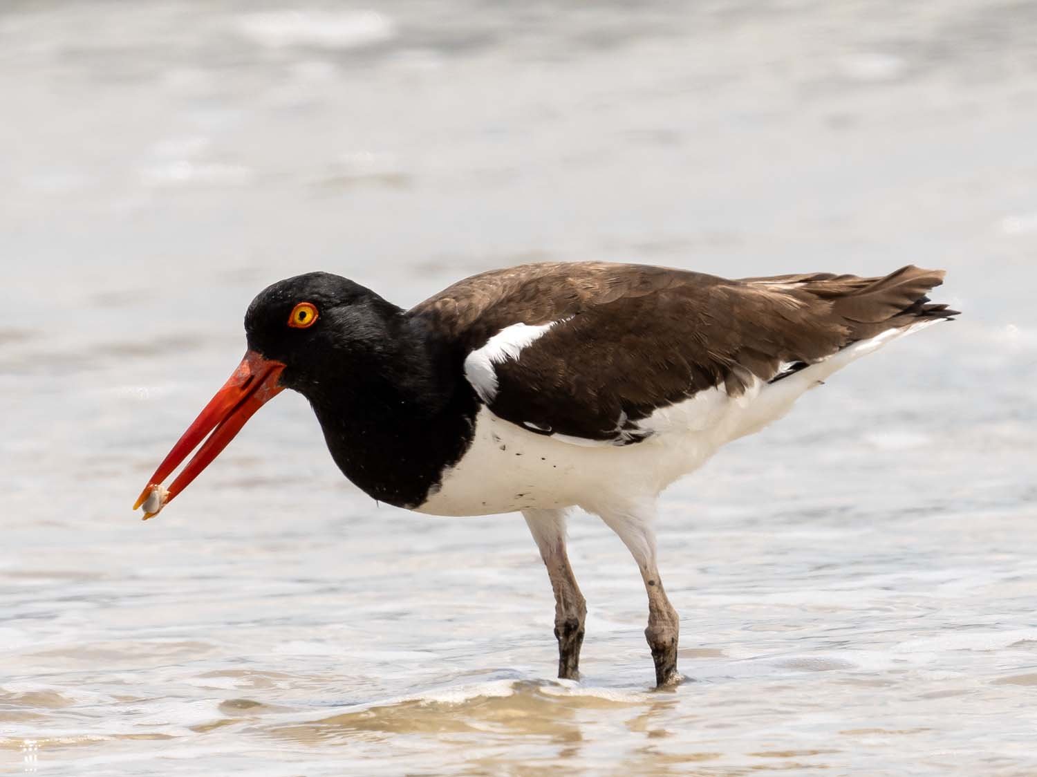 Oystercatcher 1500 6-5-2023 Lido NB 359P.jpg