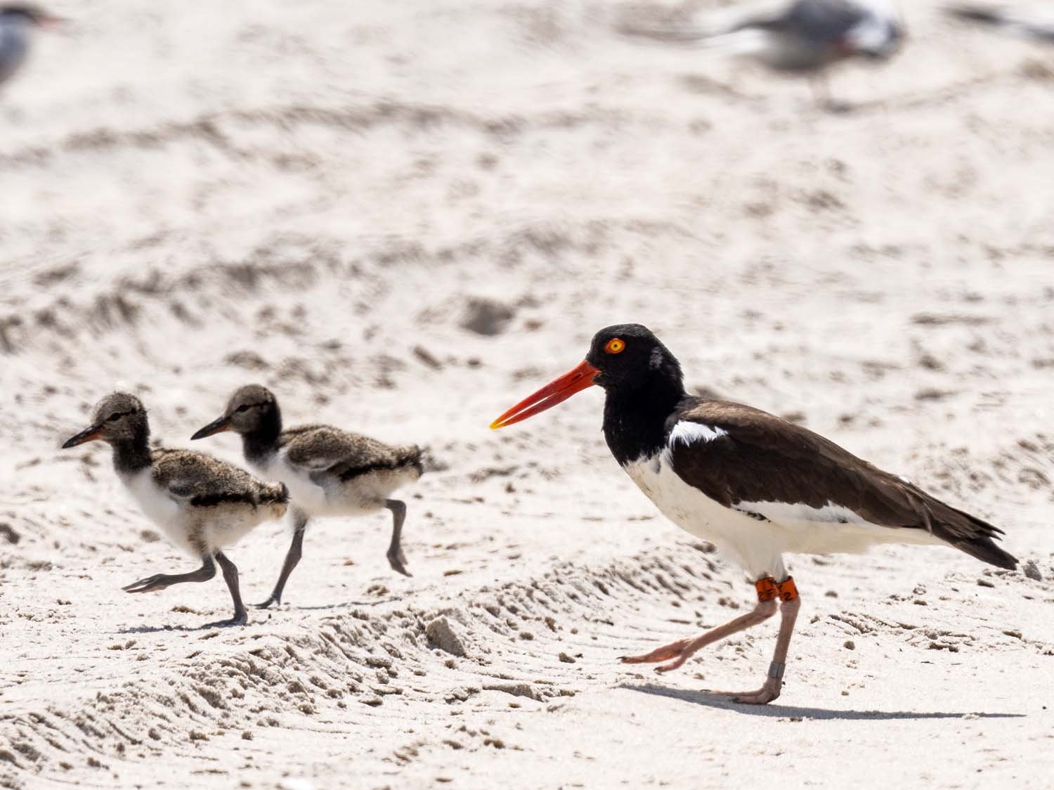 Oystercatcher 1500 6-5-2023 Lido NB 497P.jpg