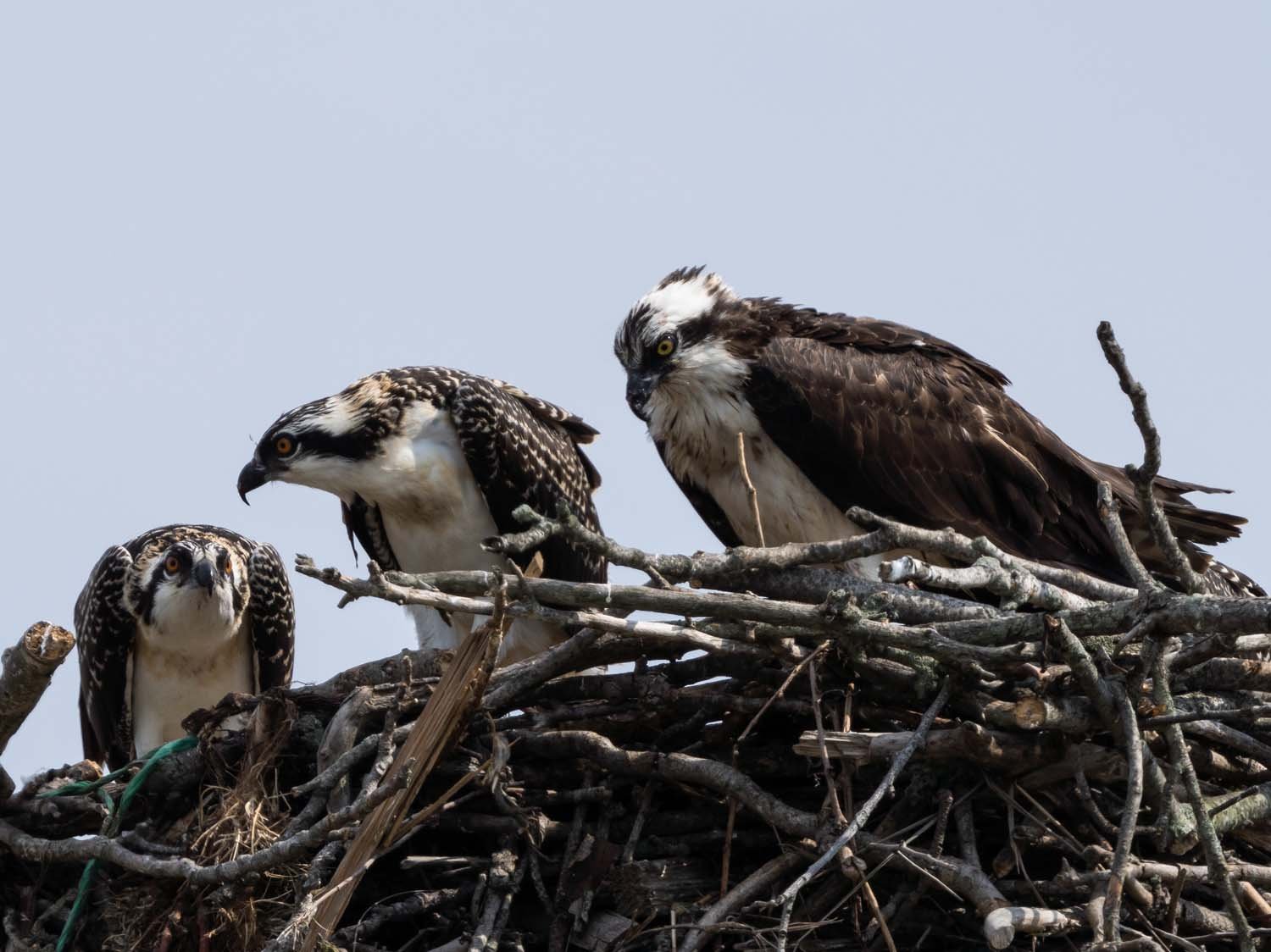 Osprey 1500 7-13-2023 Lido NB 046P.jpg