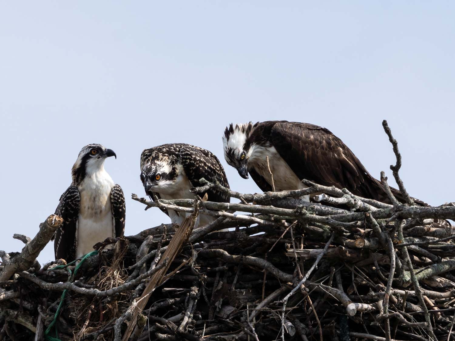 Osprey 1500 7-13-2023 Lido NB 057P.jpg