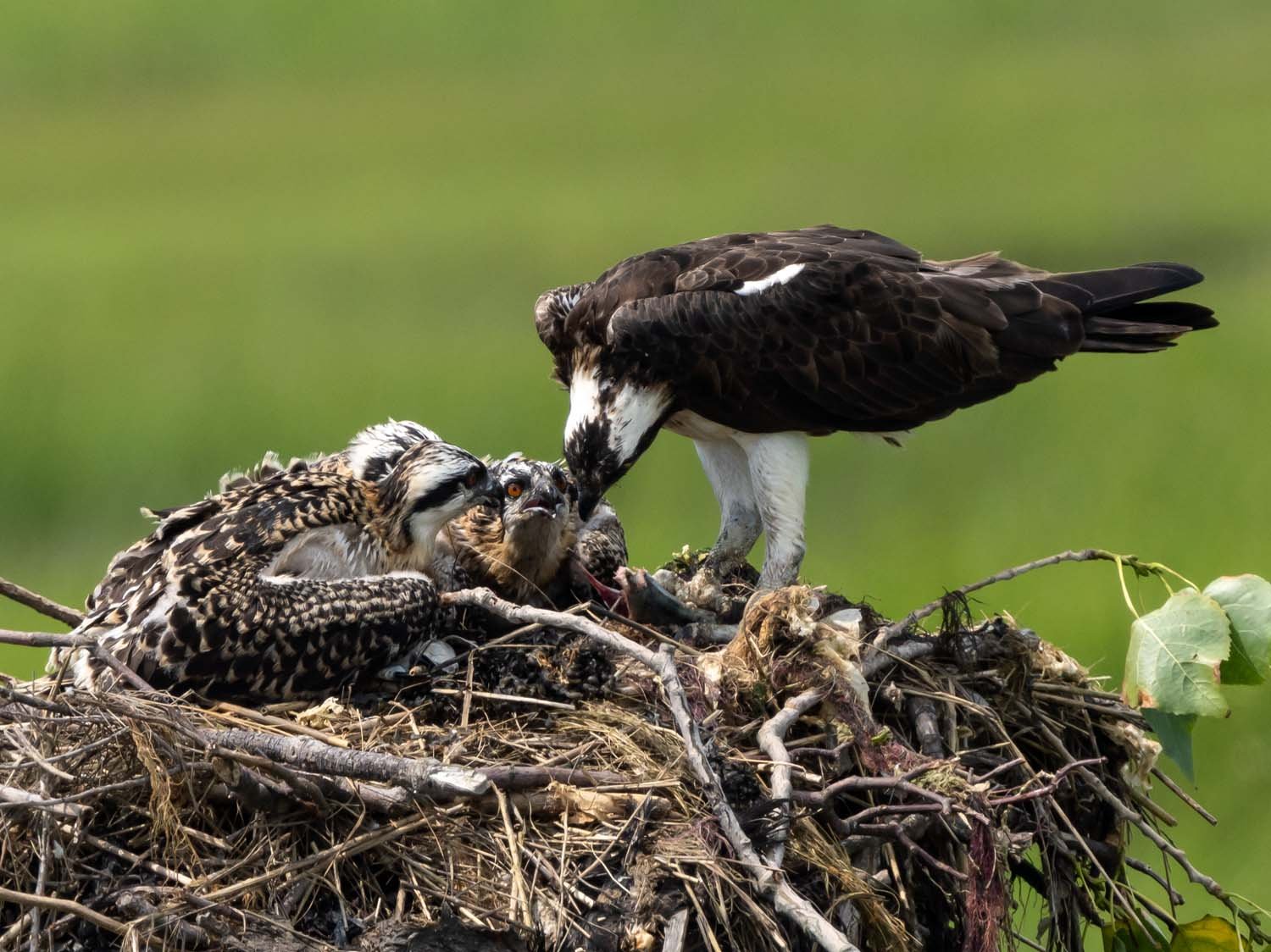 Osprey 1500 7-13-2023 Lido NB 308P.jpg