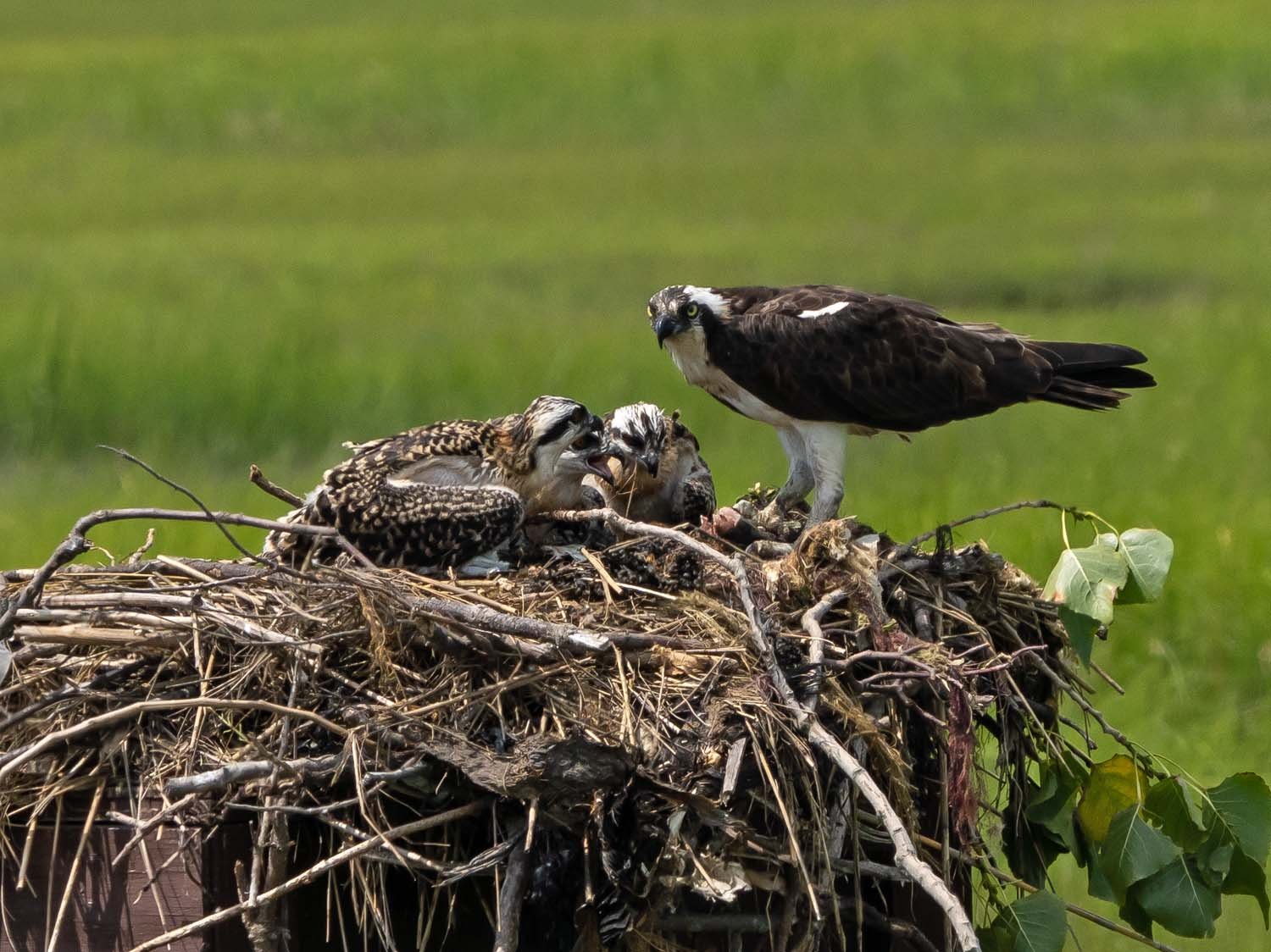 Osprey 1500 7-13-2023 Lido NB 367P.jpg