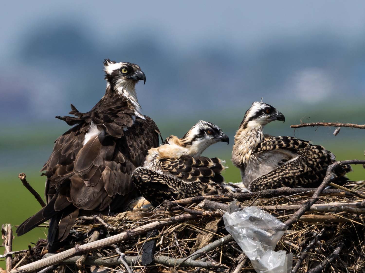 Osprey 1500 7-13-2023 Lido NB 661P.jpg