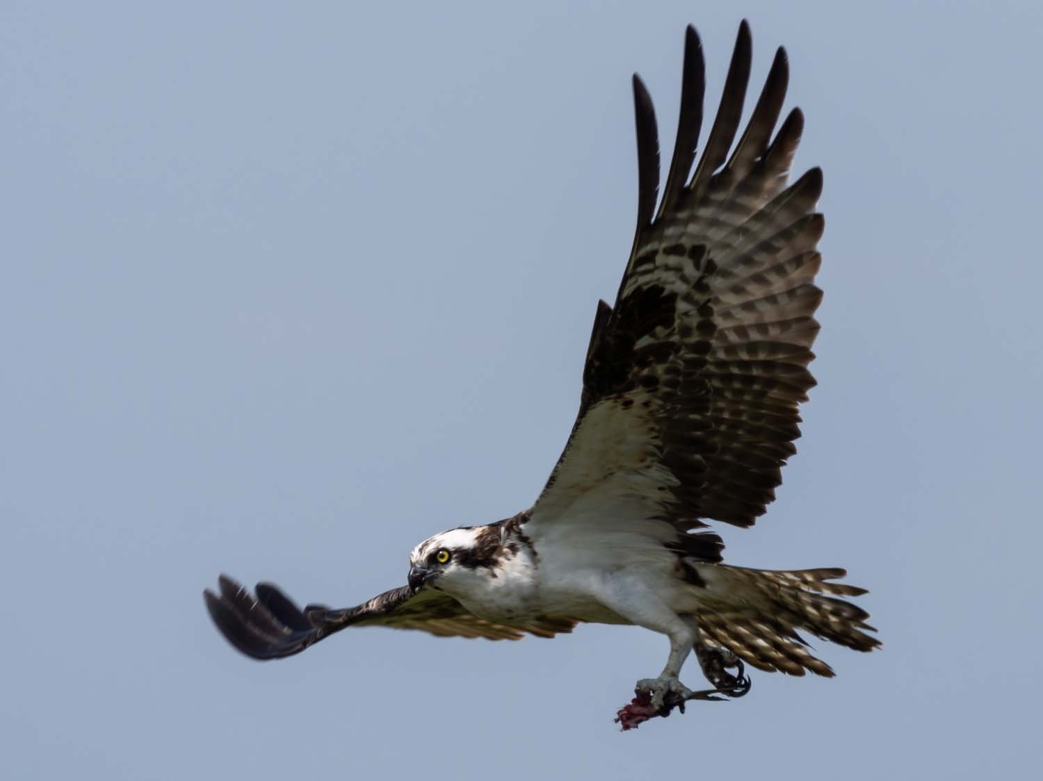 Osprey 1500 7-13-2023 Lido NB 722P.jpg