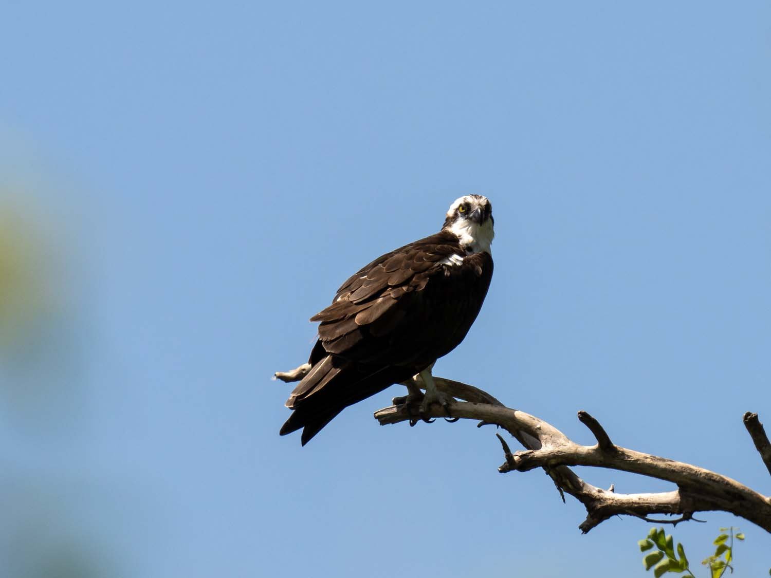 Osprey 1500 6-5-2023 Lido NB 312P.jpg