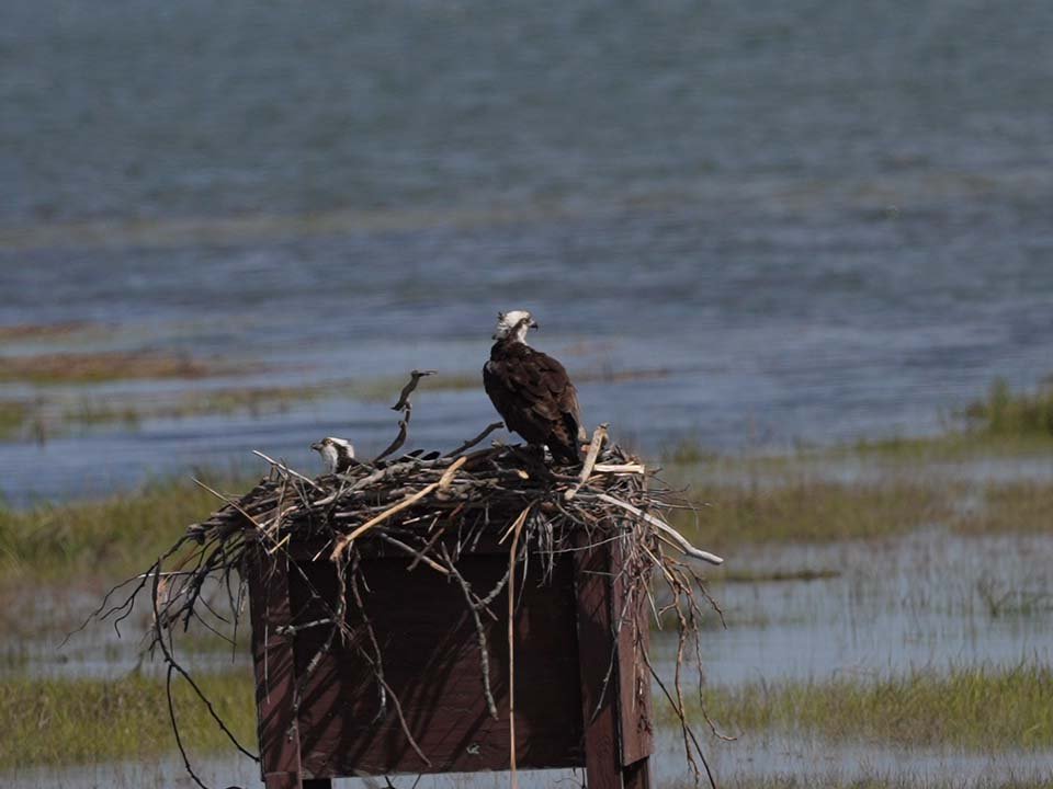 Ospreys 960 6-5-2023 Lido NB 018P.jpg