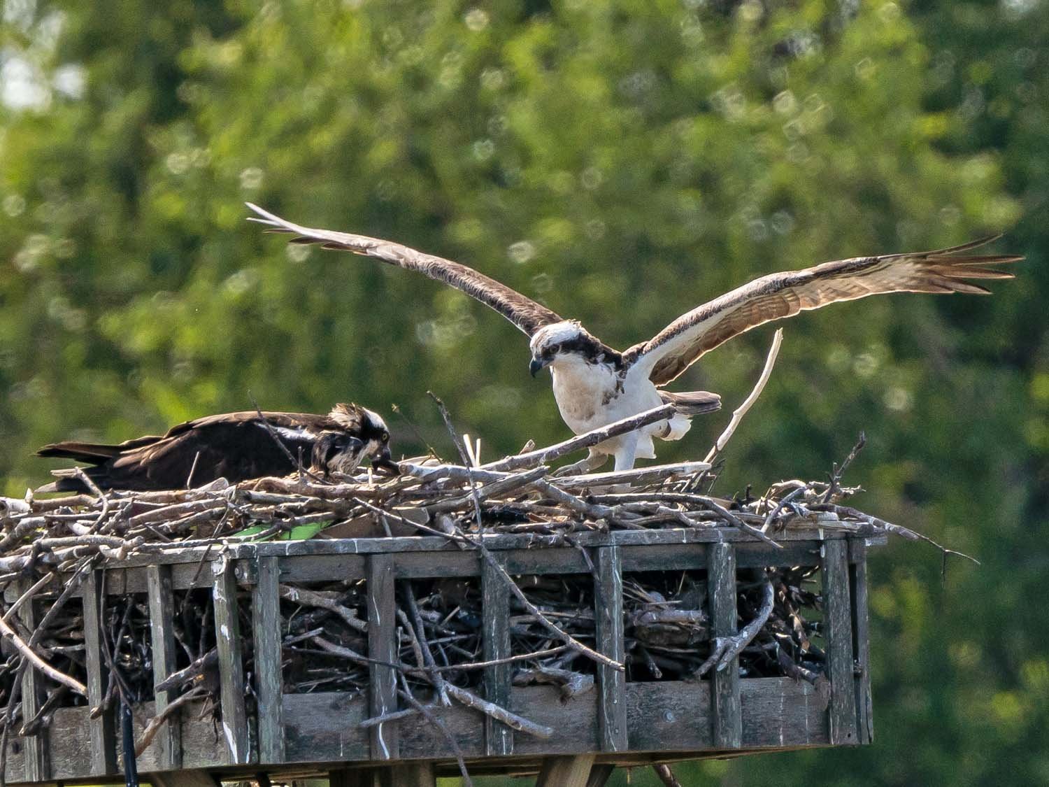 Ospreys 1500 6-5-2023 Lido NB 131P.jpg