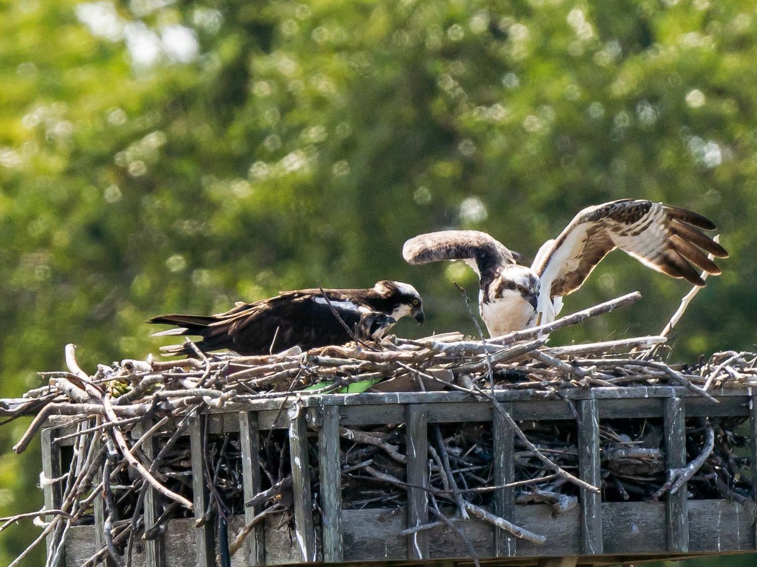 Ospreys 1500 6-5-2023 Lido NB 141P.jpg