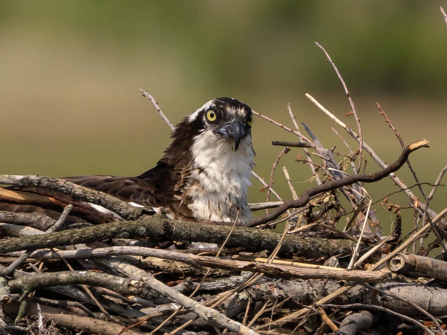 Ospreys 1500 6-5-2023 Lido NB 153P.jpg