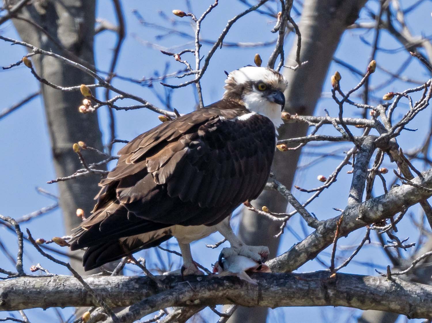 Osprey 1500 3-30-2023 SI 259P.jpg