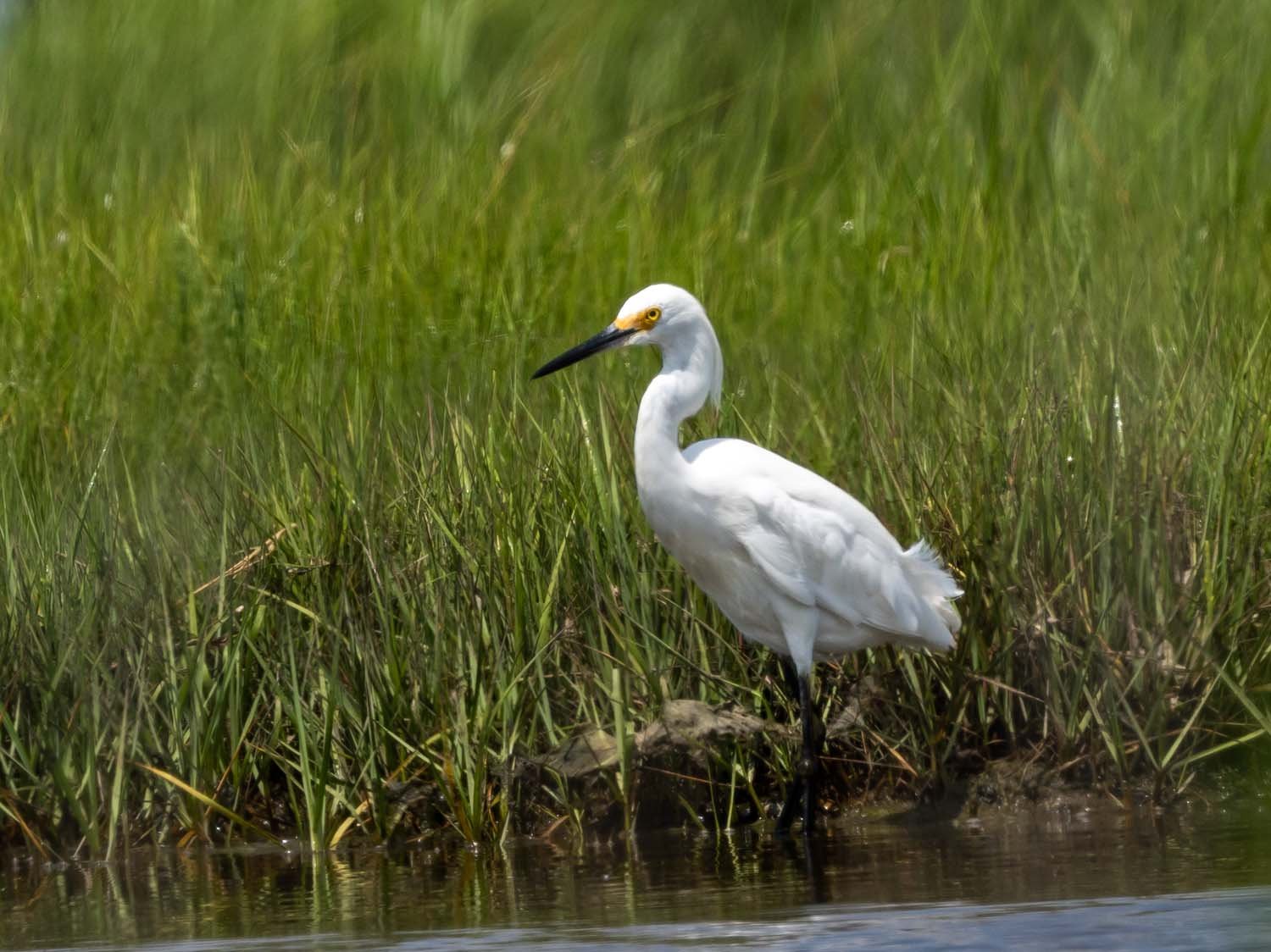 Snowy Egret 1500 7-13-2023 Lido NB 601P.jpg