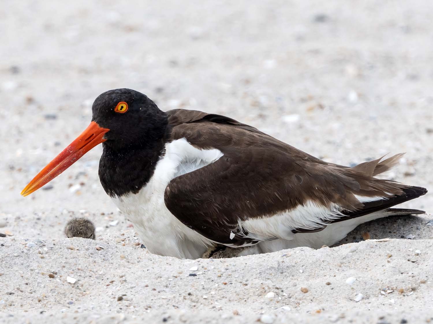 Oystercatcher 1500 7-13-2023 Lido NB 883P.jpg