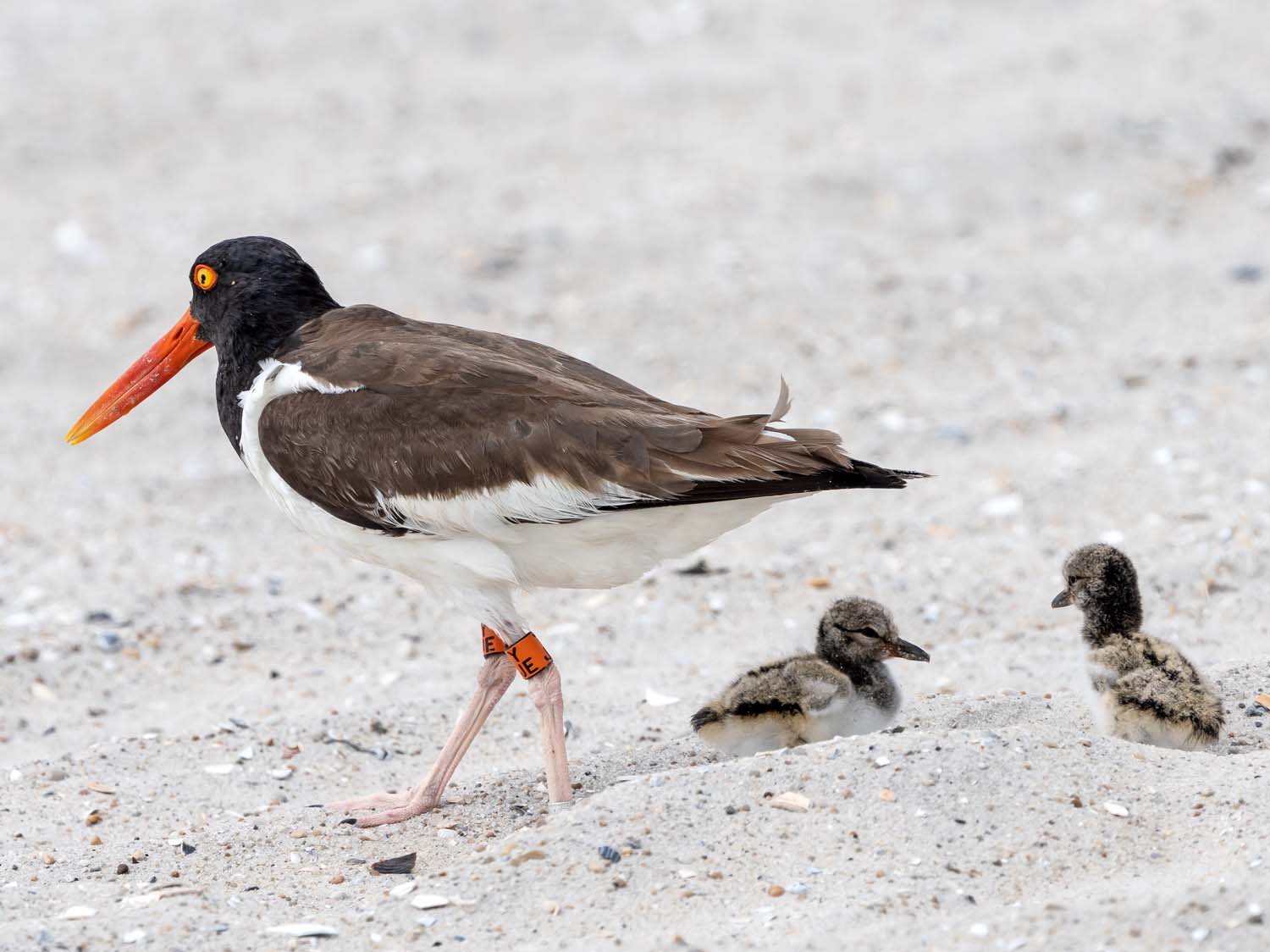 Oystercatcher 1500 7-13-2023 Lido NB 887P.jpg